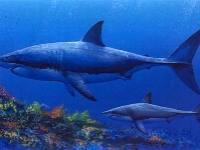 Megalodon Great White